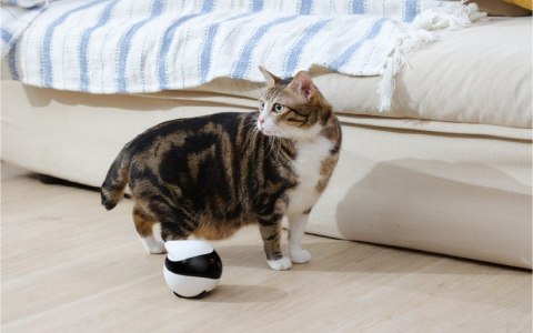 Robot ENABOT Ebo SE Biało-czarny