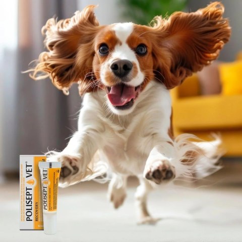 JM SANTE POLISEPT VET RECOVERY preparat energetyczny 12ml